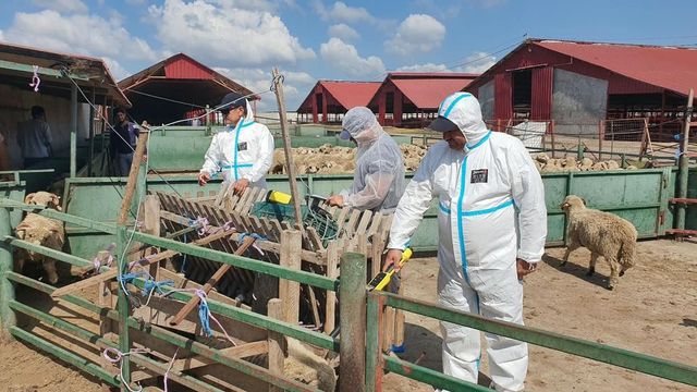 În județul Tulcea au fost confirmate patru focare de variolă ovină și caprină