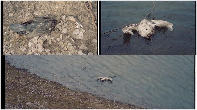 Păsări moarte - observate pe suprafața Nistrului, la Dubăsari.…