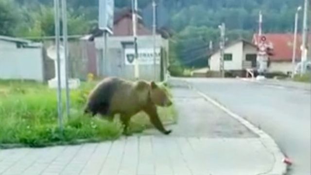 Copil rănit de un urs pe care a încercat să îl hrănească din mașină la barajul Vidraru