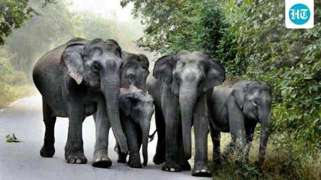 Rajdhani Kills Eight Elephants After Collision With a Herd in Assam, Derails