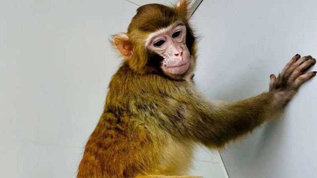 Prima clonare cu succes a unei maimuțe rhesus