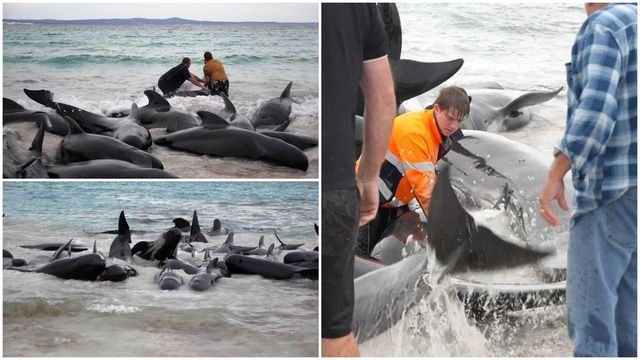 51 de balene-pilot au murit după ce au eșuat pe o plajă din Australia