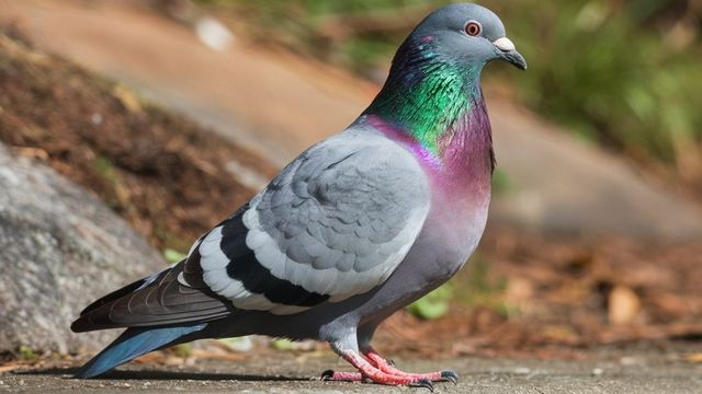 Pigeon Carrying Threat Note To Blow Up Jammu Railway Station Captured Near Border
