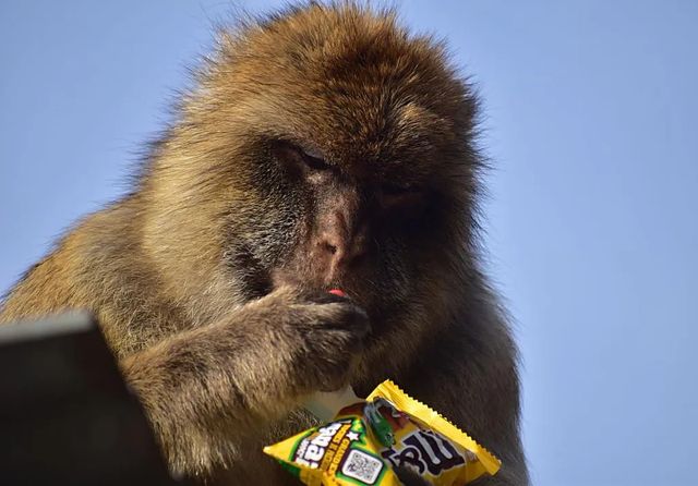 Helados, patatas fritas y barro: el extraño hábito de los macacos de Gibraltar para sobrevivir al turista