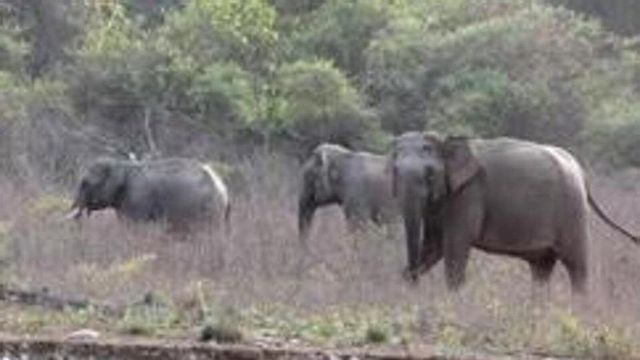 Five Devotees En Route To Andhra Temple Killed In Elephant Attack