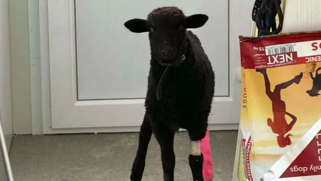 Elgázoltak egy fekete bárányt Budapesten, két lába eltörött