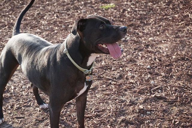 Roma, ragazzo di 29 anni azzannato dai suoi due pitbull mentre dormiva in casa a Ostia: è gravissimo