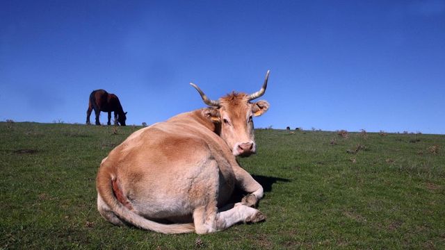 Investigadores españoles trabajan en una vacuna contra los pedos y eructos de las vacas