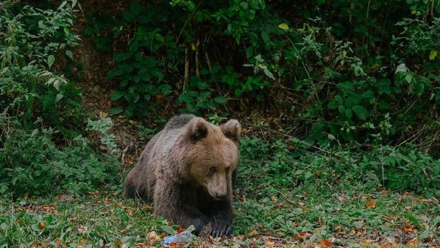 Bărbați reținuți după ce au omorât un urs fără autorizație
