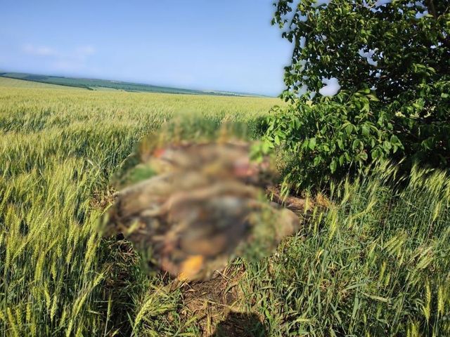 Cadavre a zeci de porci infectați cu pestă, găsite într-un lan din raionul Drochia