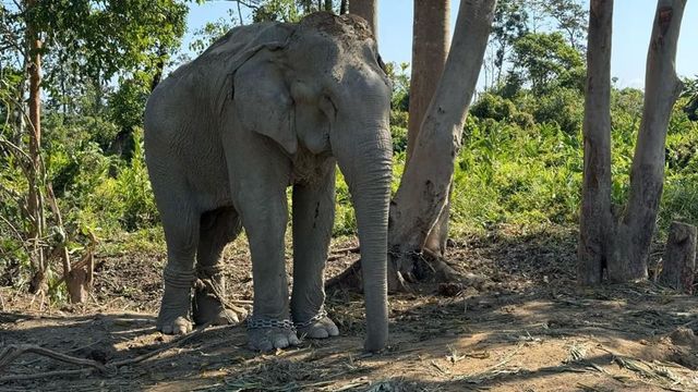 Vantara To Offer Chain-Free Haven For 20 Elephants Rescued From Logging Industry