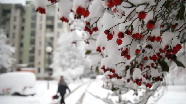 Vánoce budou na řadě míst bílé, na Štědrý den bude od středních poloh sněžit