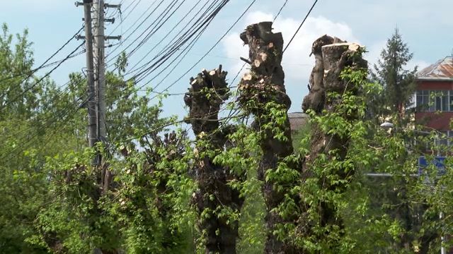 Ministerul Mediului vrea ca tăierile ilegale din spațiile verzi ale orașelor să devină infracțiuni