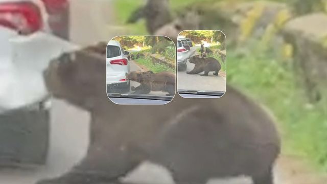 O ursoaică a atacat o mașină pe Transfăgărășan și i-a smuls bara din spate