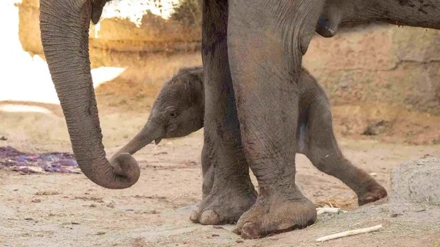 Nace un elefante de Sumatra en Zoo Aquarium de Madrid, especie en Peligro Crítico de extinción