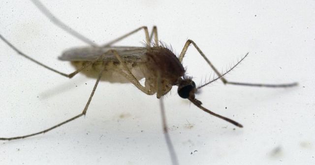 Crește numărul cazurilor de infecție cu virusul West Nile în România. Avertismentul autorităților