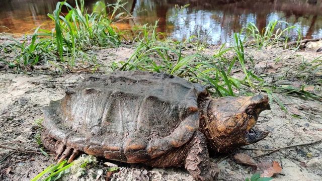 Del terrario al medio ambiente: los riesgos de las tortugas exóticas