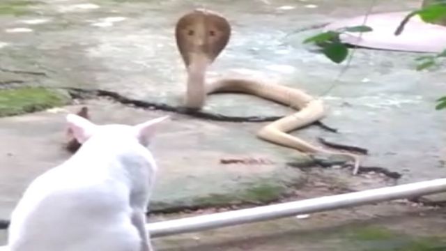 Pet cat prevents Cobra from entering house, saves family - see pics