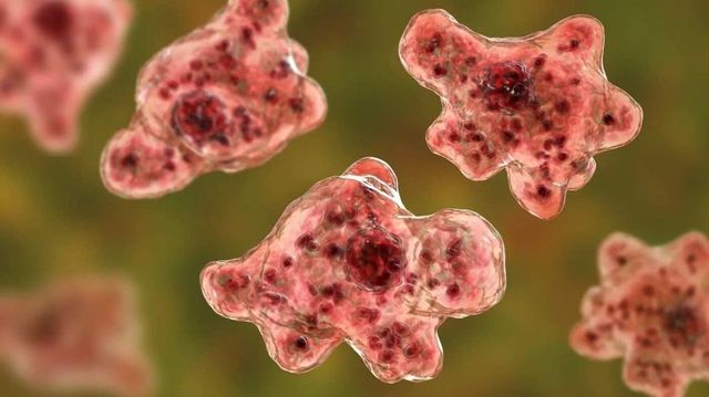 19 dead this year: 'Brain-eating' amoeba sparks political slugfest in Kerala House
