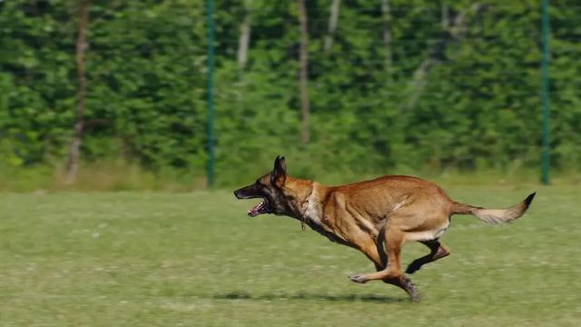 Куче нахапа дете в парк в Стара Загора