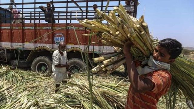 Modi Cabinet Approves Hike In Sugarcane Procurement Prices Amid Farmers Protest