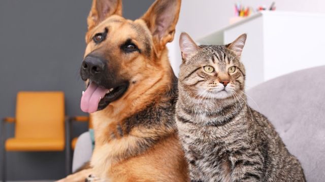 Proprietarii de câini, pisici și dihori, obligați să vaccineze animalele contra rabiei