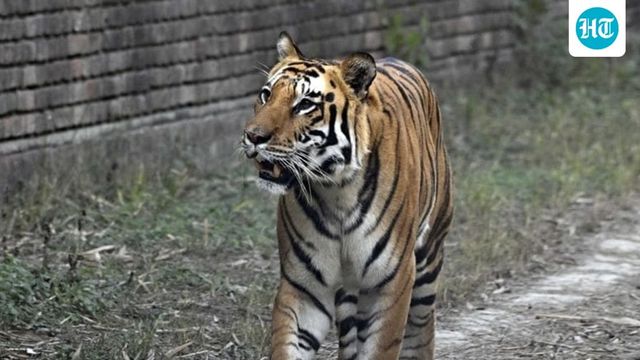 Farmer killed in tiger attack, safari halted
