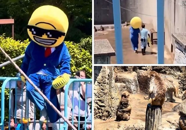 Detenien a un estadounidense por colarse disfrazado en el recinto del mono 'Punch' en Japón