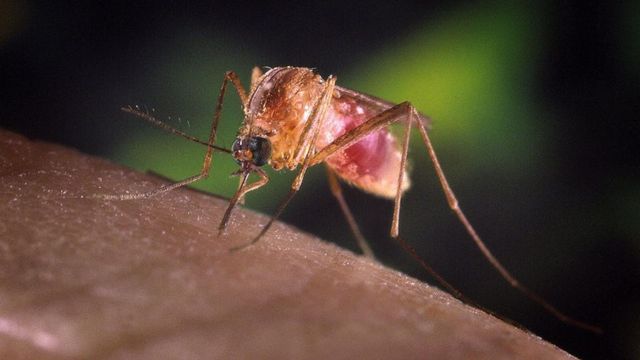 West Nile: seconda vittima nel Lazio, morto 77enne allo Spallanzani