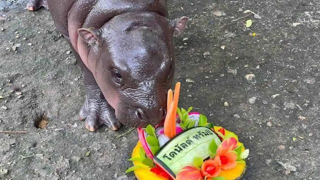 Viral hippo Moo Deng predicts who will win US presidential election