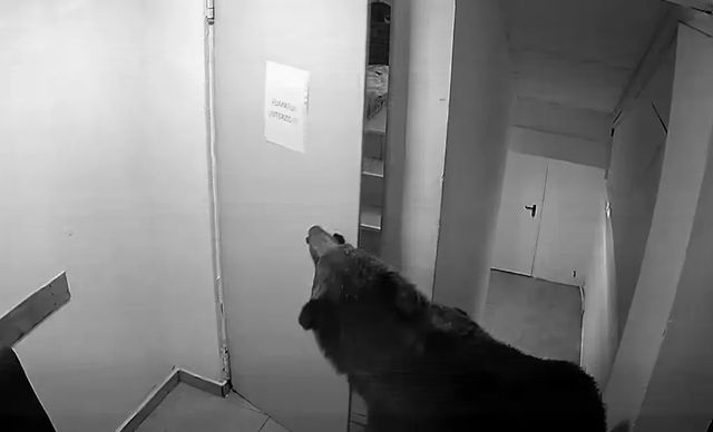 Momentul în care un urs intră într-un hotel din Poiana Brașov și încearcă să deschidă ușile