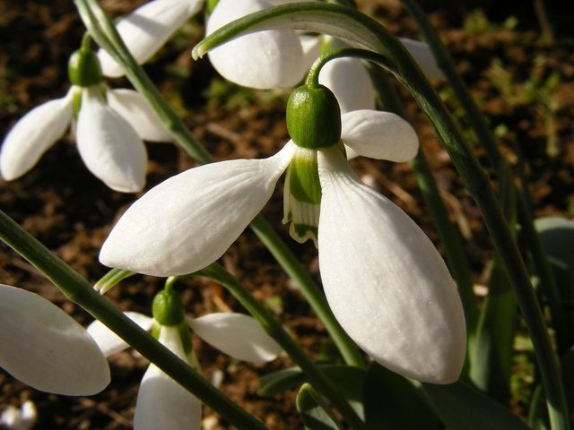 1 Martie, dor de primăvară