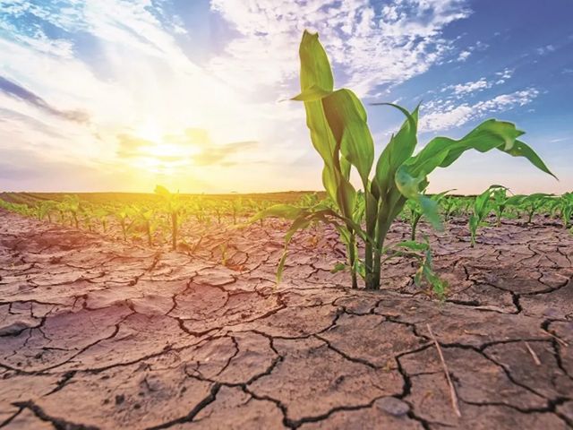 Ajutor financiar pentru fermierii afectați de secetă și arșiță