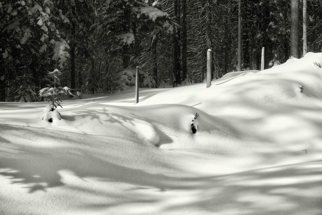 Horoscop chinezesc 26 decembrie 2025. Provocări pentru Tigru, în a doua zi de Crăciun