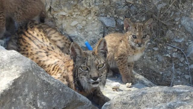 Nacen cuatro cachorros de lince ibérico en las tierras altas de Lorca
