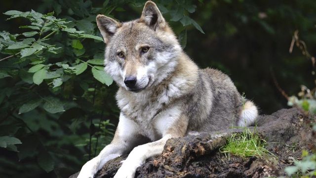 Primul hibrid lup-câine a fost descoperit în premieră în Carpații Meridionali | Avertismentul specialiștilor