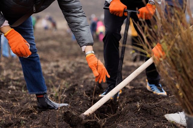 Guvernul anunță că a plantat peste 110 mii depuneți sâmbătă, la Mihailovca