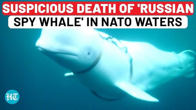 Hvaldimir, The Celebrated 'Russian Spy' Whale, Found Dead In Norway