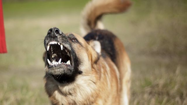 Домашно куче нахапа дете и две жени във Великотърновско