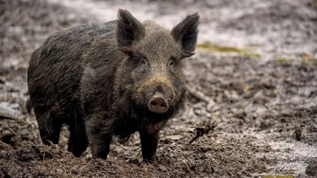 Șase localități din Ialoveni, plasate sub supraveghere după confirmarea pestei porcine africane