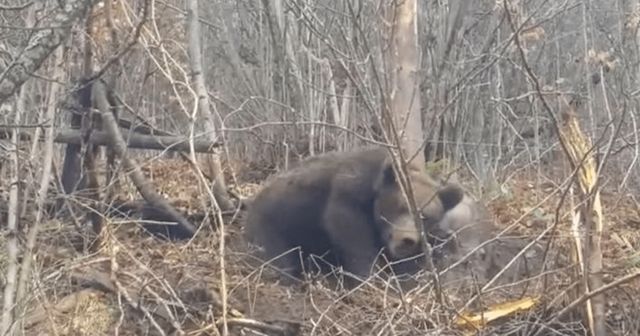 Un urs a fost salvat de jandarmii bistrițeni, după ce a rămas prins într-un laț de sârmă
