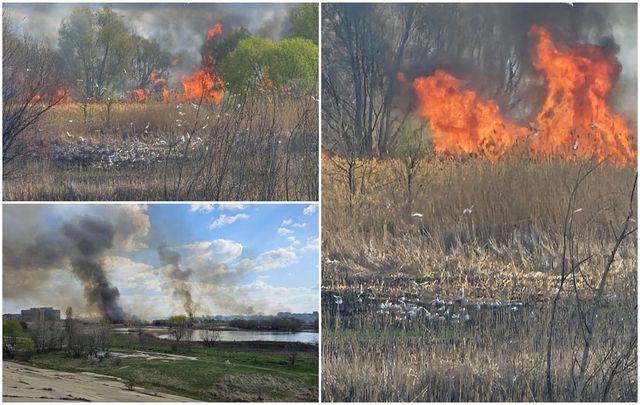 Incendiu în Delta Văcărești din Capitală. Pompierii intervin cu 11 autospeciale