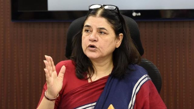 BJP MP Maneka Gandhi accuses ISKCON of selling cows to butchers, calls group ‘biggest cheater’