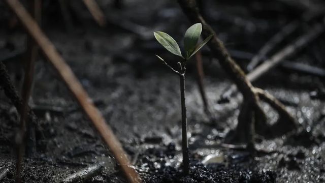 Más de un tercio de las especies de árboles del planeta está en peligro de extinción