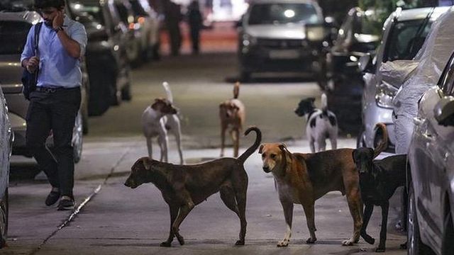 Delhi Police files complaint over stray dog ‘misinformation’