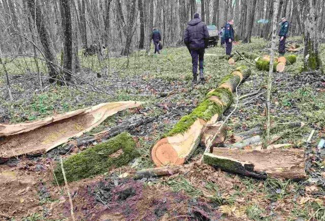 Ministrul Mediului, Gheorghe Hajder, cere demisii după un caz de tăieri ilegale la Strășeni