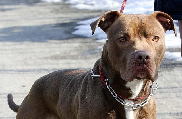 Donna azzannata dal suo pitbull a Ischia, medici costretti ad amputare la gamba