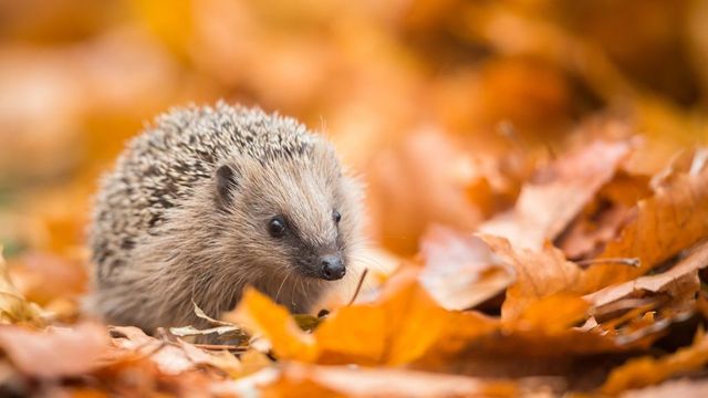 Седмична прогноза за времето от 3-9 ноември 2025 г.