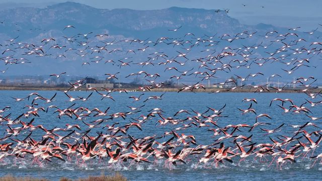 Las aves acuáticas prefieren los humedales del norte ante el deterioro de los del sur