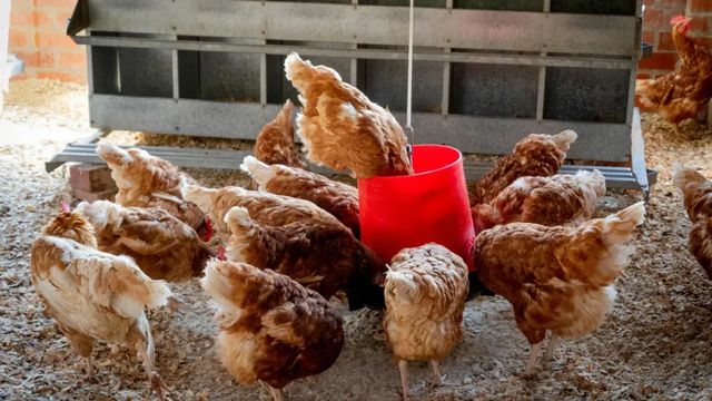 Ve velkochovu slepic na Havlíčkobrodsku veterináři potvrdili ptačí chřipku